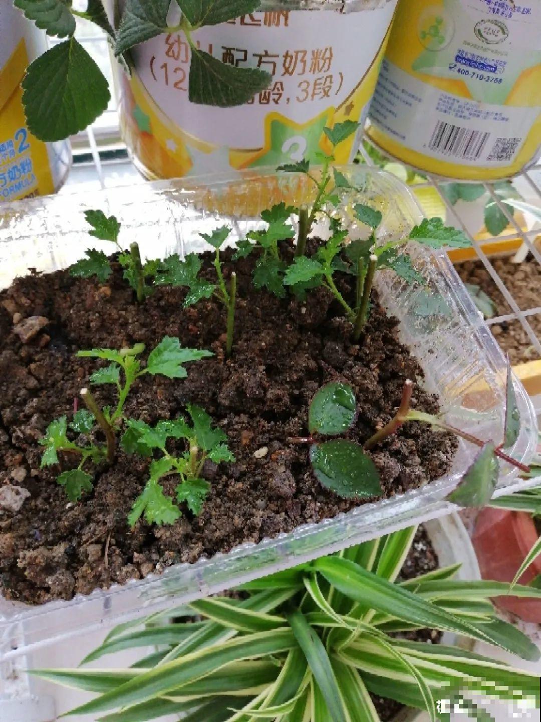 小木槿修剪小技巧，越剪花苞越多，爆盆不是梦！