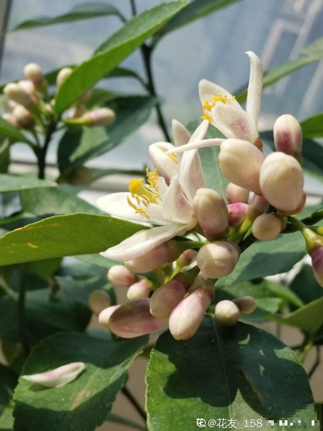 春天养月季，土里埋点小豆豆，呼呼冒出大花苞