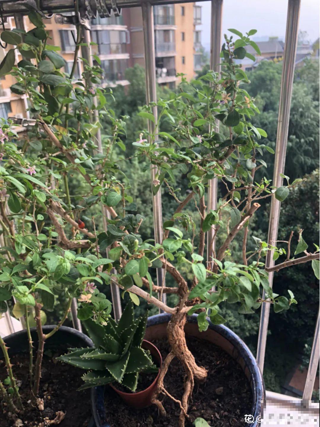老中医最爱的花，掐一把嫩芽能做菜，泡水喝更养生！