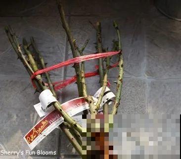 玫瑰月季傻傻分不清，教你怎么辨别，别买到假货了！