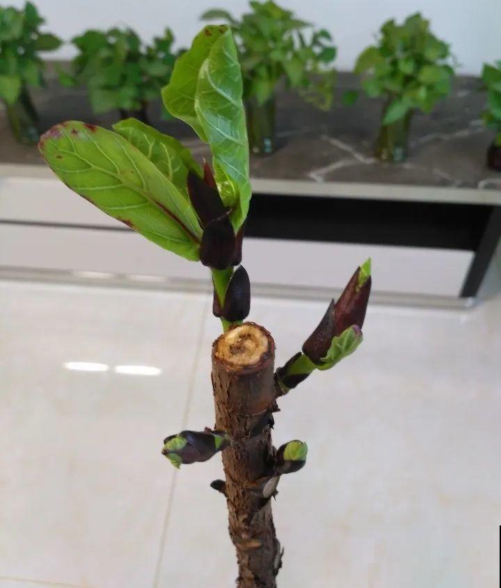 橡皮树春天要打顶，独杆变成大伞盖，叶子挤满盆！