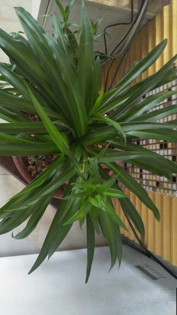 植物叶子亮到放光，全是1种小玩意的功劳，自己做的比买的好使！