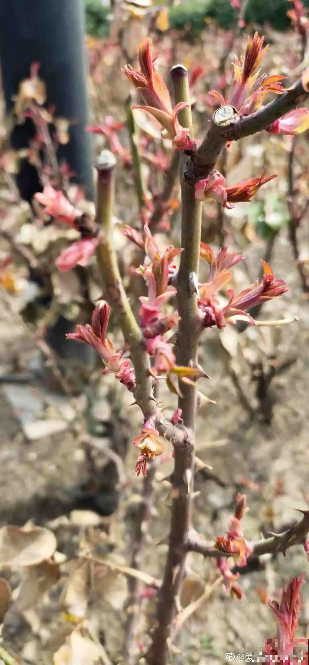 ！爱爬墙的20种花，嗖嗖爬满整面墙，看着心情就好