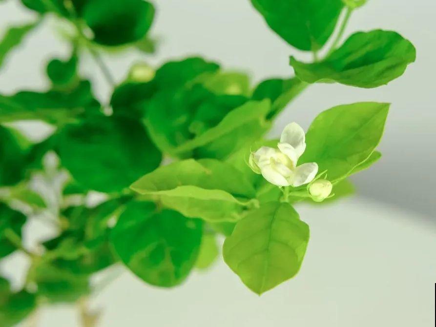公认难养的6种花，新手慎买，养不活还浪费钱