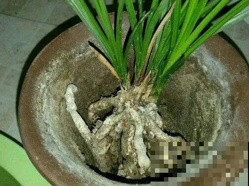 8种花，开完花别急着丢，剪一刀还能继续开