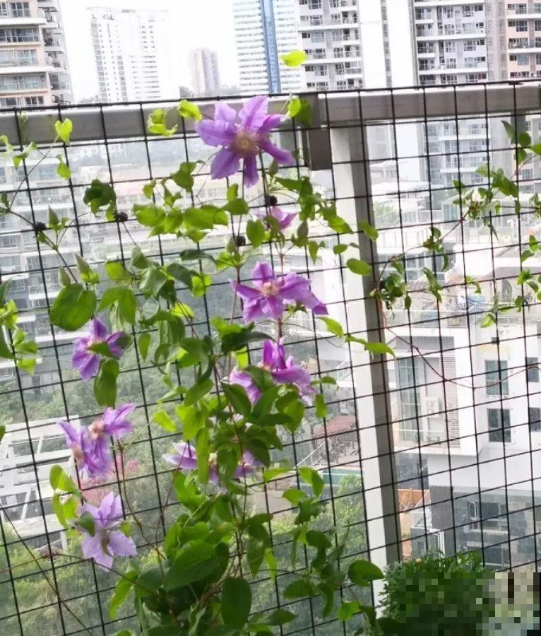 封闭阳台养花，防盗窗有大用，1平米也能变花园！