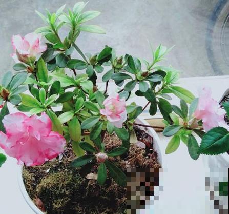 4种花堪称“夏必死”，怕热又怕涝，现在不适合买！