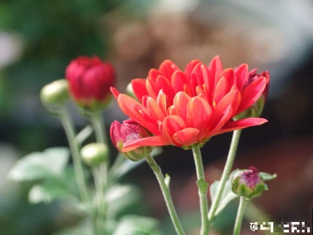 家里有这花，可以控制开花，想开几次都行！