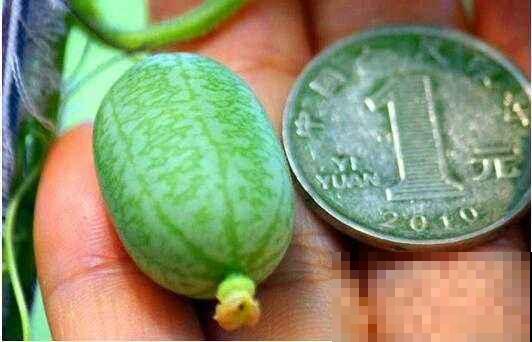 拇指大小的西瓜你吃过吗？半月就成熟，吃起来比黄瓜还脆生！