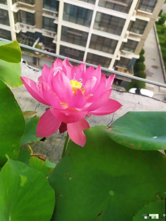 玉兰花真好吃，掐一把炒鸡蛋，竟然满嘴鸡肉味
