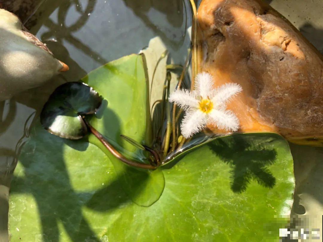 只用水不用土的植物，一片叶子就开花，简直太神奇了！