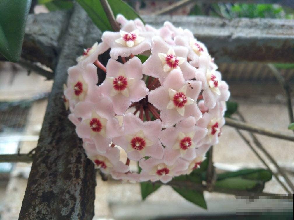 4种转运花，家里养一盆，一年到头招好运