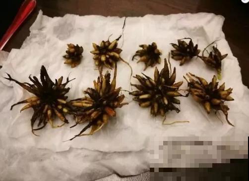 有种“芹菜花”，开花跟牡丹似的，花朵丰满又艳丽！