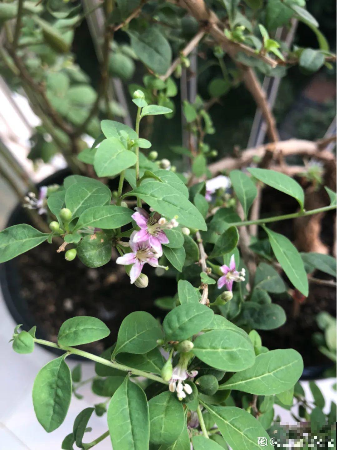 老中医最爱的花，掐一把嫩芽能做菜，泡水喝更养生！