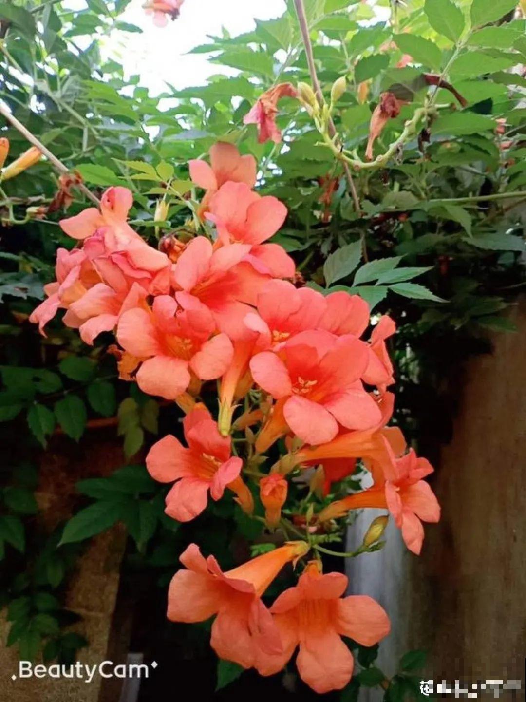 7种花要慎养，房前屋后都爬满，邻居有意见！