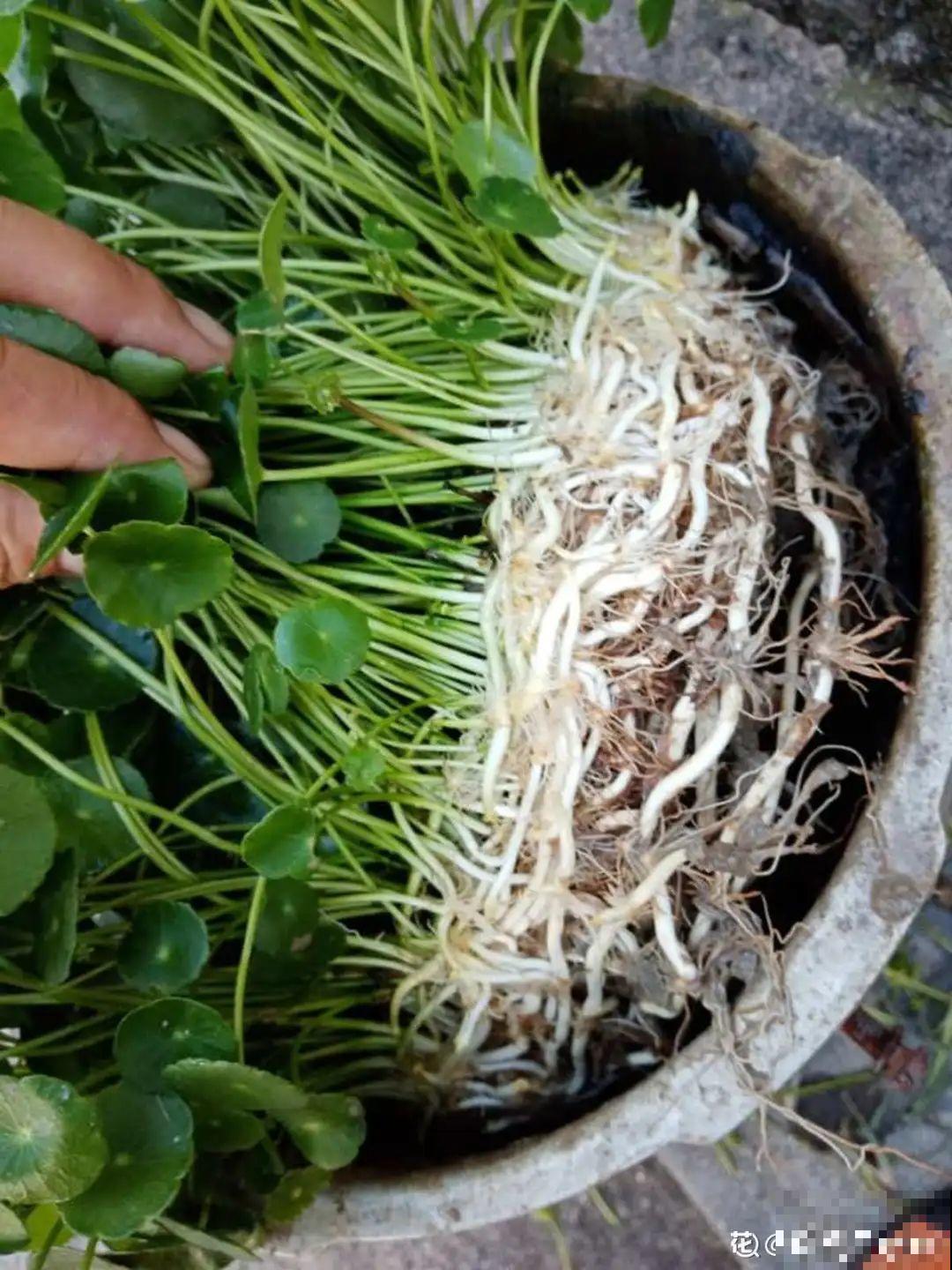 这10种花，天越热越扦插，3天冒出大白根！