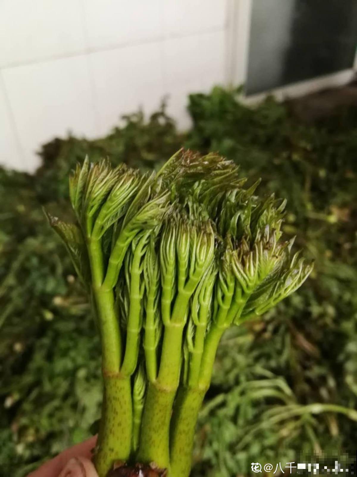 农村树上一种野菜，长得像香椿，为啥卖的比肉贵？