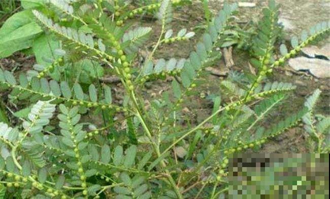 这野草了不得，浑身缀满“绿珍珠”项链，挖回家赚大了！