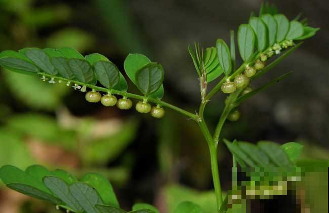 这野草了不得，浑身缀满“绿珍珠”项链，挖回家赚大了！
