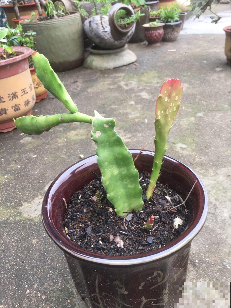 喜欢荷花却懒得养？不如种棵令箭荷花，一年四季开不停！