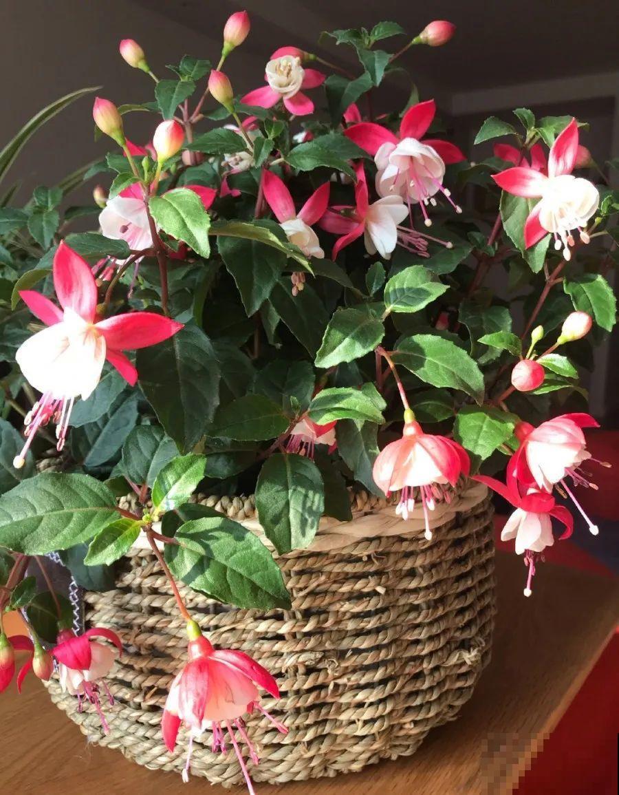 10种花，春天不能晒，躲屋里最安全！