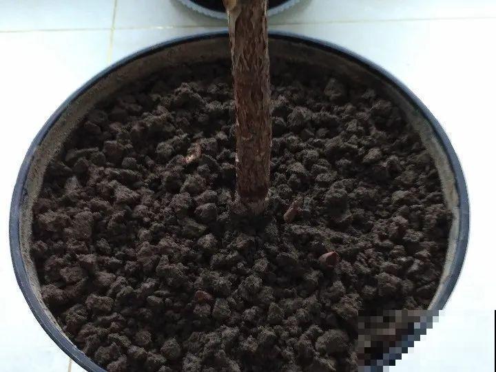 橡皮树春天要打顶，独杆变成大伞盖，叶子挤满盆！