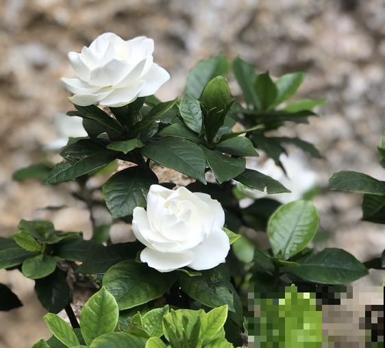 他养栀子花，从来不用土，只用一料就能开花不断！