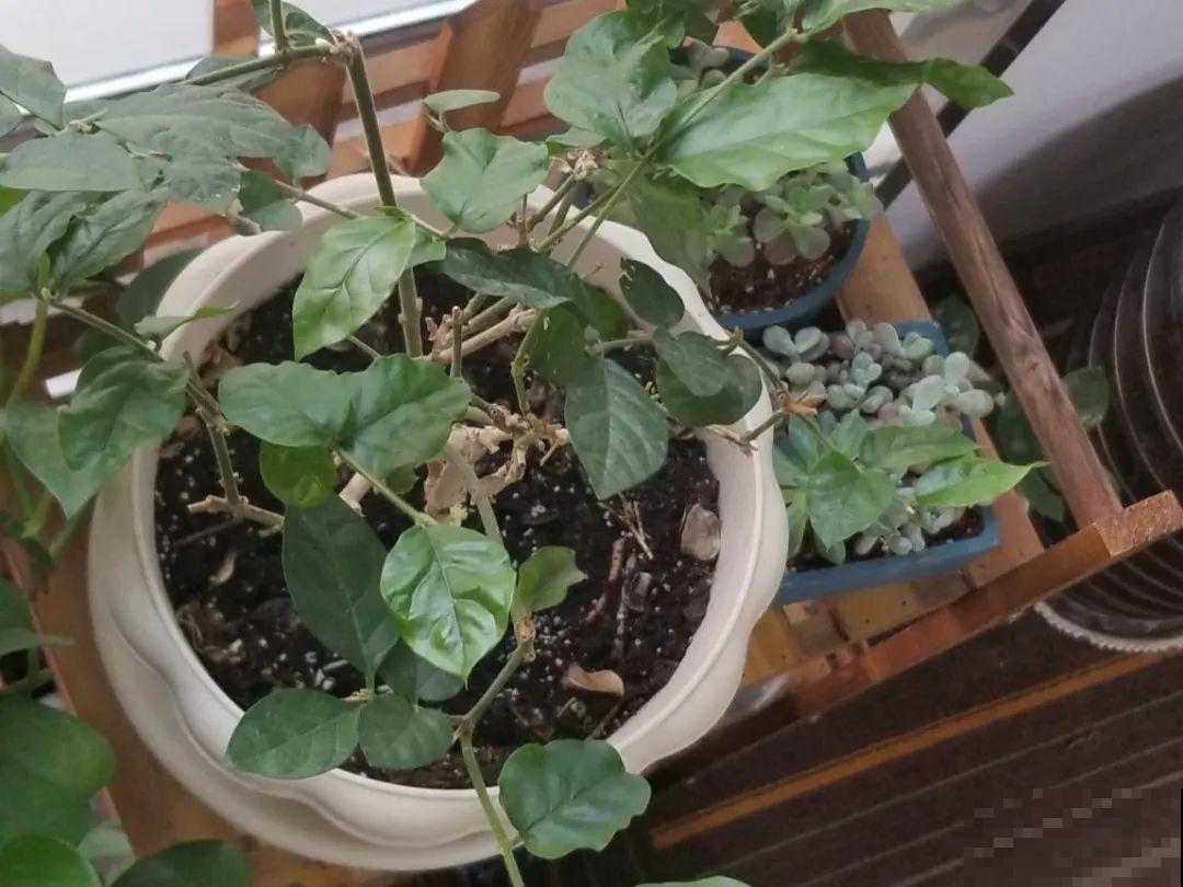公认难养的6种花，新手慎买，养不活还浪费钱