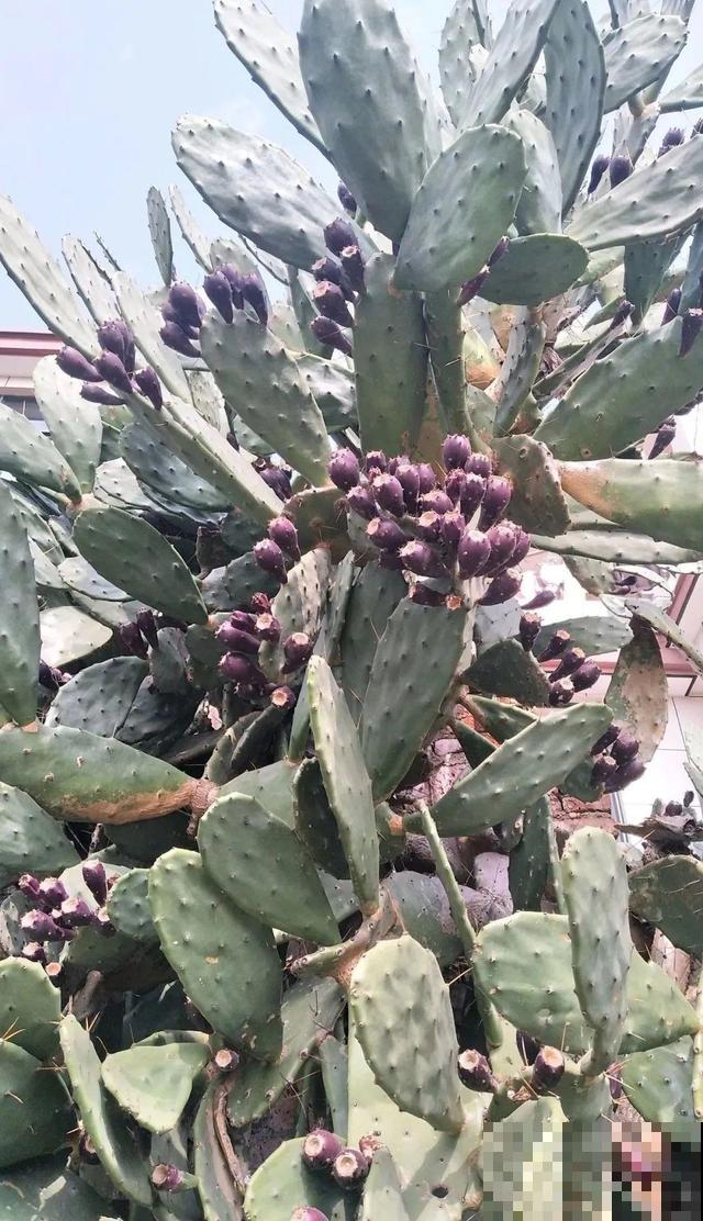 6种花能养成巨无霸，摆在家门口，路过的都称奇！