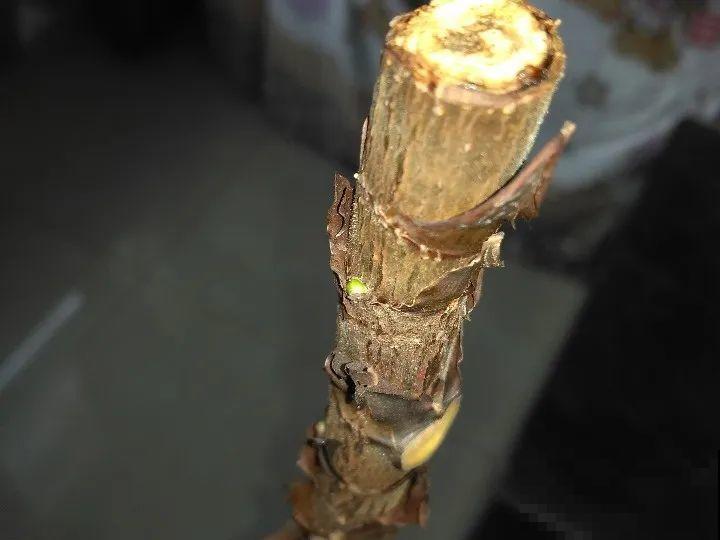 橡皮树春天要打顶，独杆变成大伞盖，叶子挤满盆！