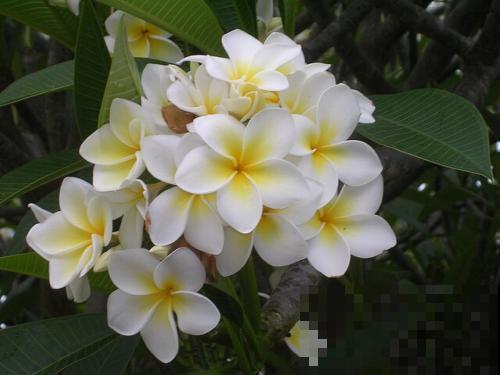 鸡蛋也会开花？没错，还是老中医非常喜欢的一种花！