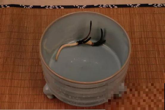 碗莲种在大缸里，越热越晒越开花，比脸盆还大！
