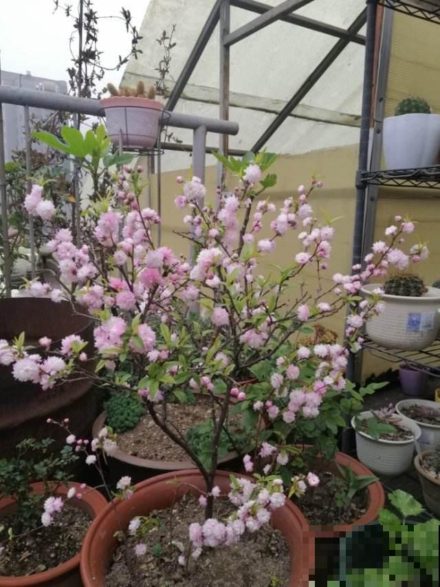 春天梅花开满树，一个盆景就是一片花海，忍不住心痒痒！