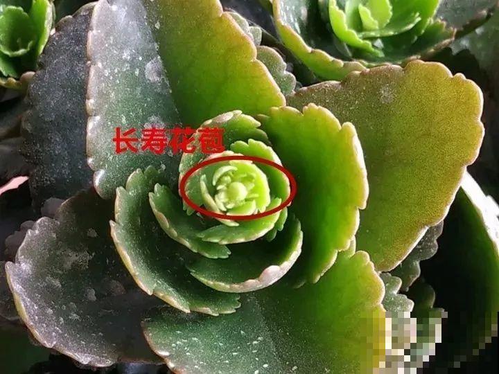 花的这个位置，千万别修剪，否则白养大半年！