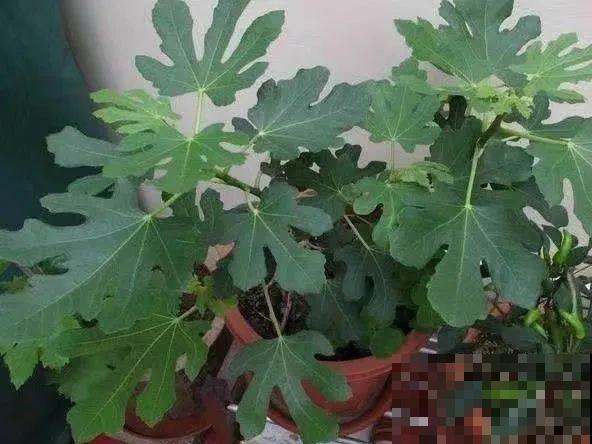 10种菜，阳台就能养，蹭蹭长满一盆，都快吃不了了