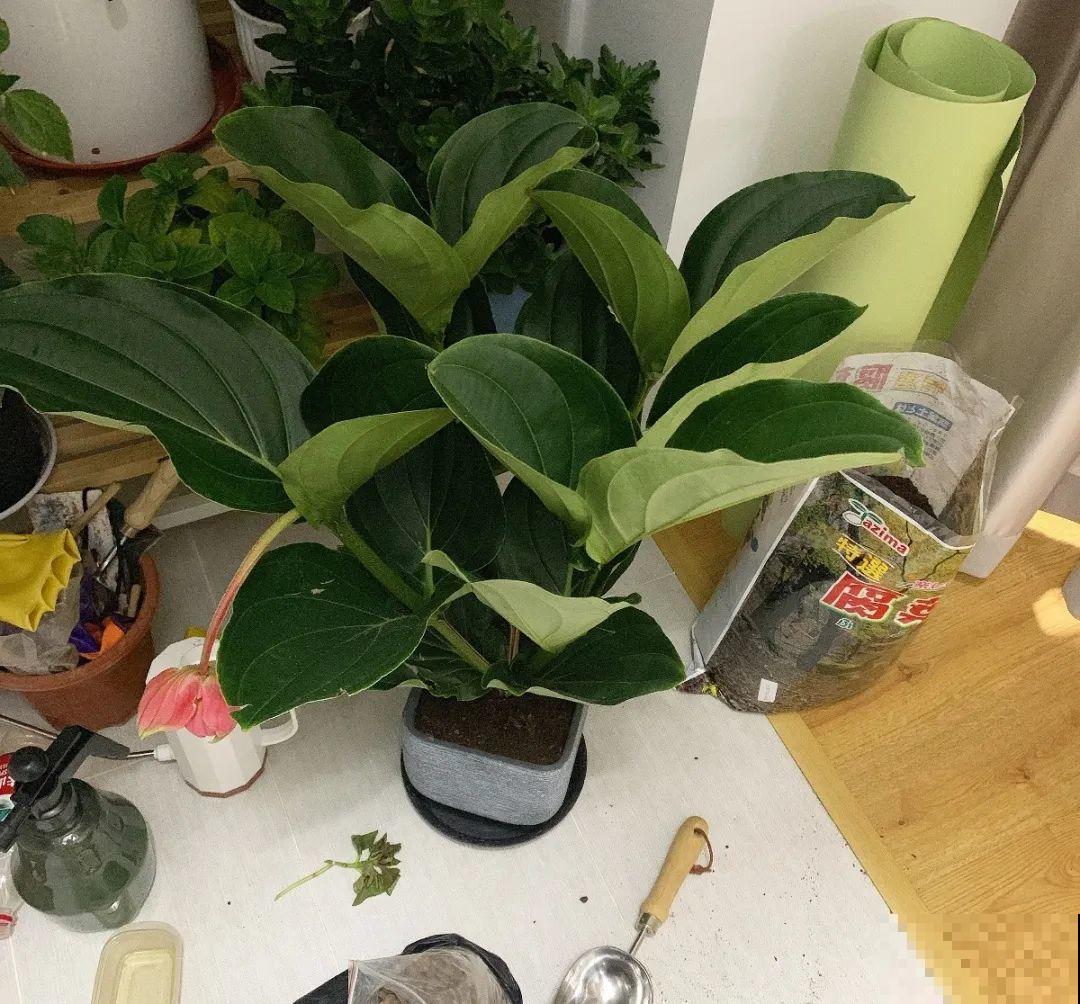 客厅养盆“贵妇花”，耐阴开花200天，特有气质！