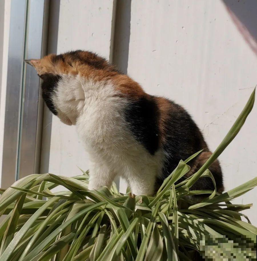 10种花，春天不能晒，躲屋里最安全！