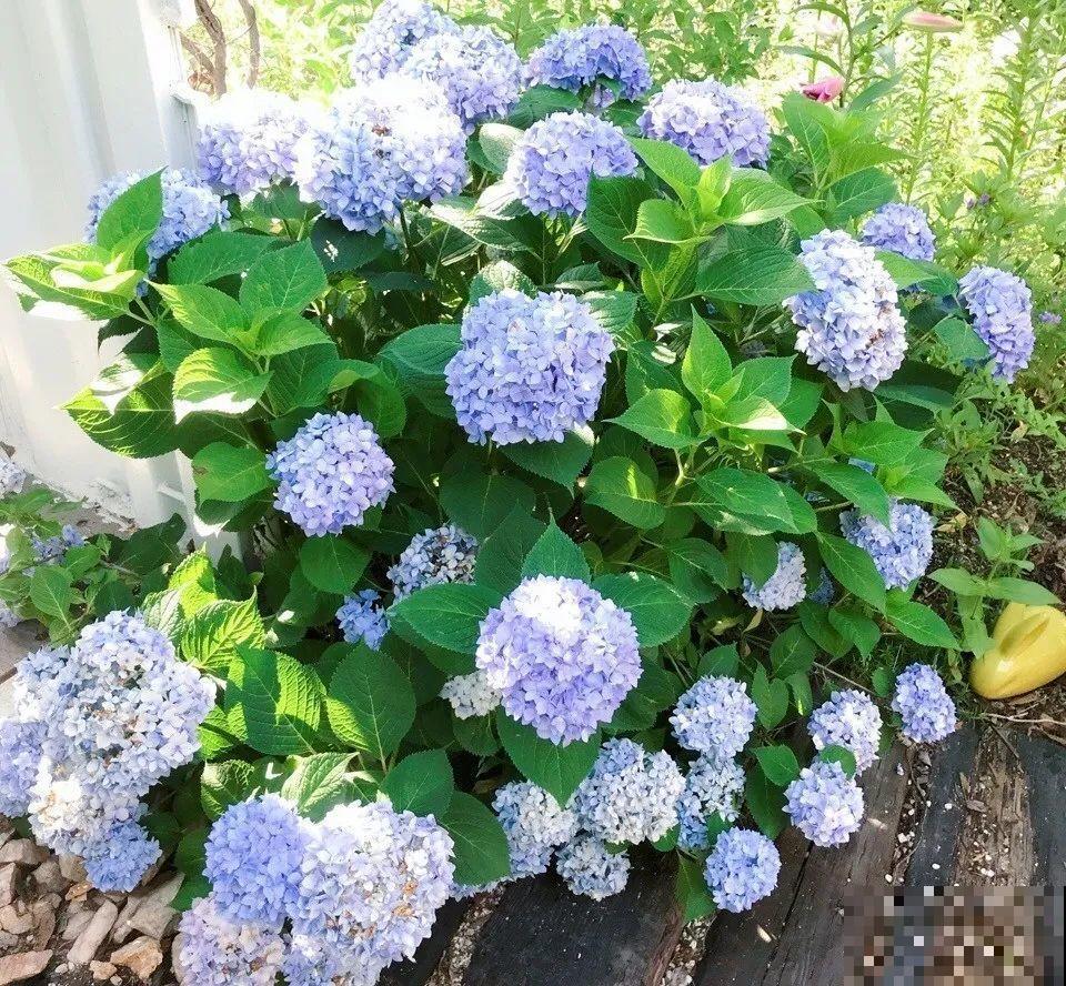 6种花一天不浇水，叶子就耷拉，缺水3天就死翘！