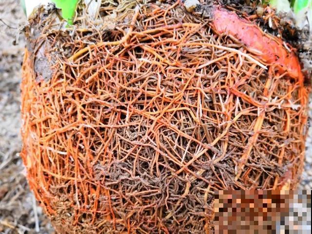 家里养盆虎皮兰，小花盆、挤着养，疯狂开花爆小崽！