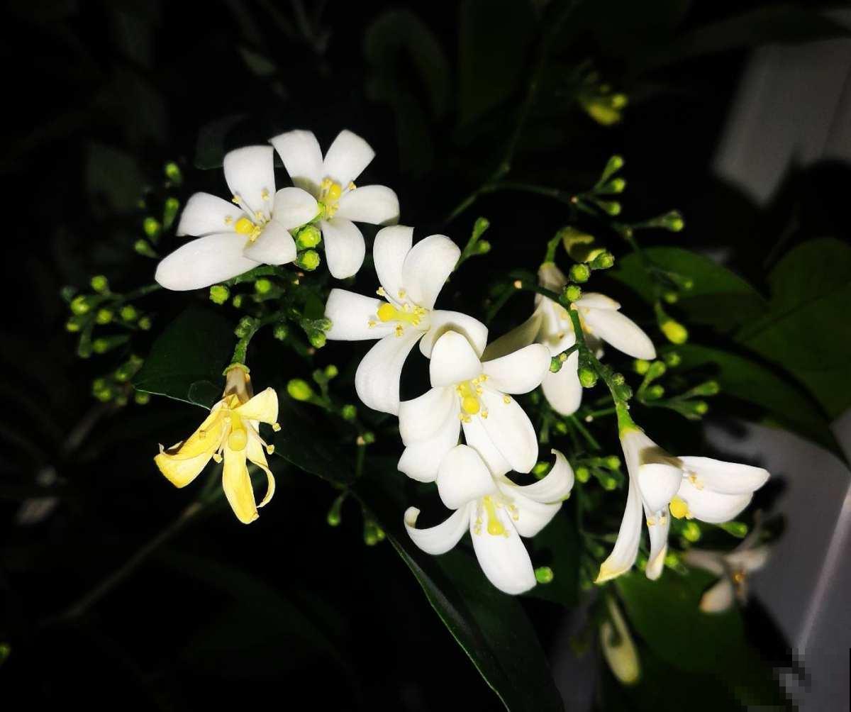 九里香实在是太香了，养在阳台楼下都能闻到，春风一吹更不得了！