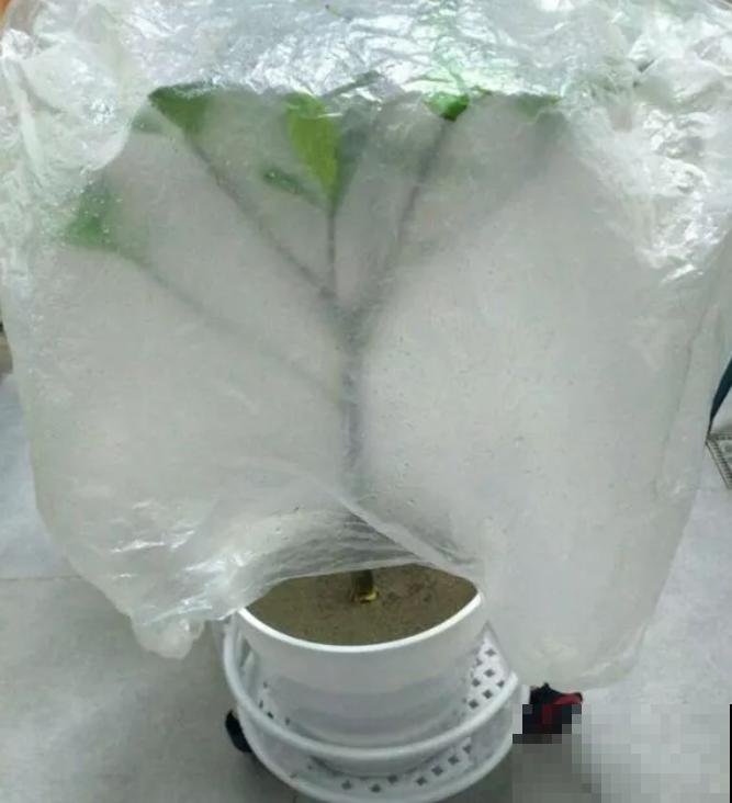 北方最难养的花，买回来千万别换盆，否则一周就能死翘翘！