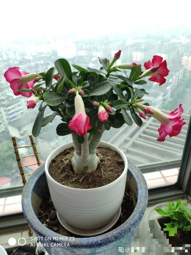 8种超难养的花，买一盆死一盆，真伤心！