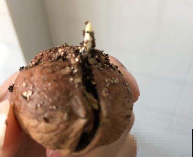他把核桃丢水里，7天出芽，长成一棵小树苗！