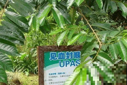 20种有毒花，看见绕道走，千万别去碰！