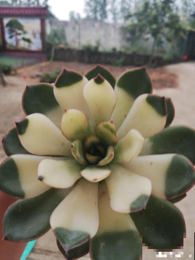 春天买花要注意，6种花千万别买，都是骗人的！