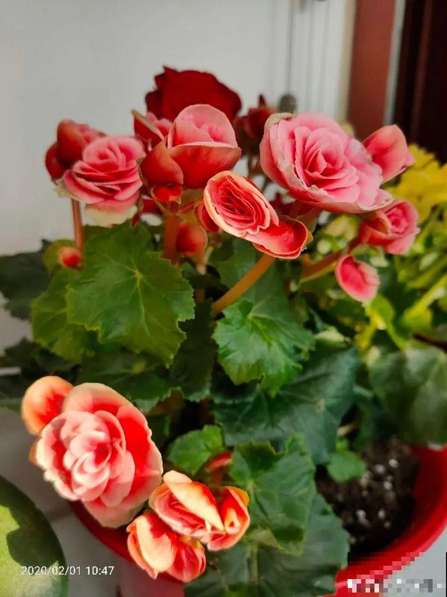 10种花，春天不能晒，躲屋里最安全！