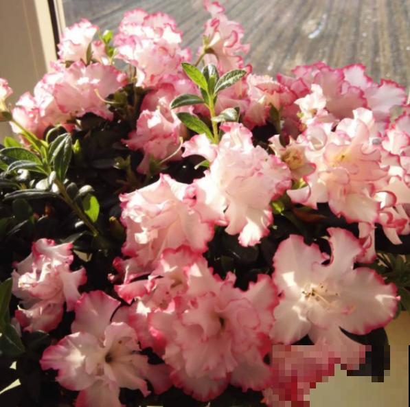 家里这4种花，夏天不要多浇水，一浇就烂根！
