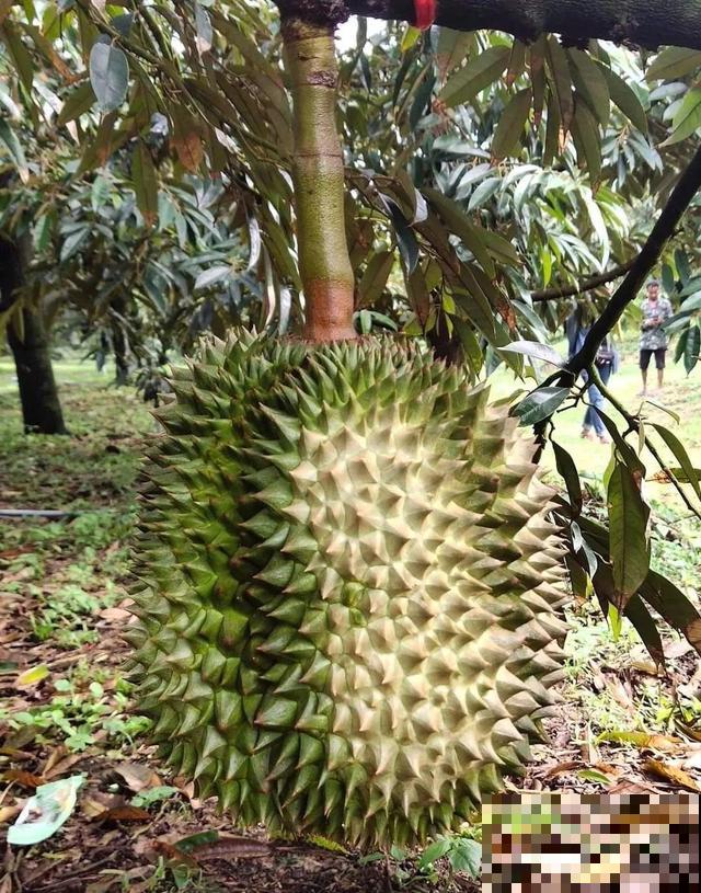 6种植物不按套路生长？你吃的水果，就是这么长出来的！