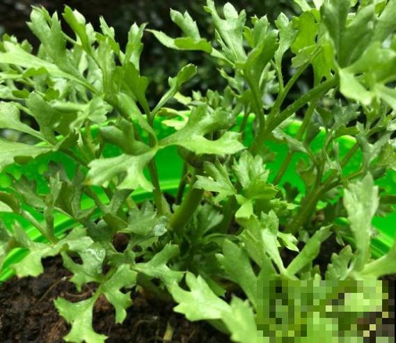 有种“芹菜花”，开花跟牡丹似的，花朵丰满又艳丽！