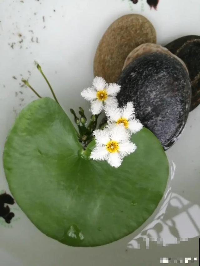10种爱喝水的花，1天1大桶，反而越来越疯长！